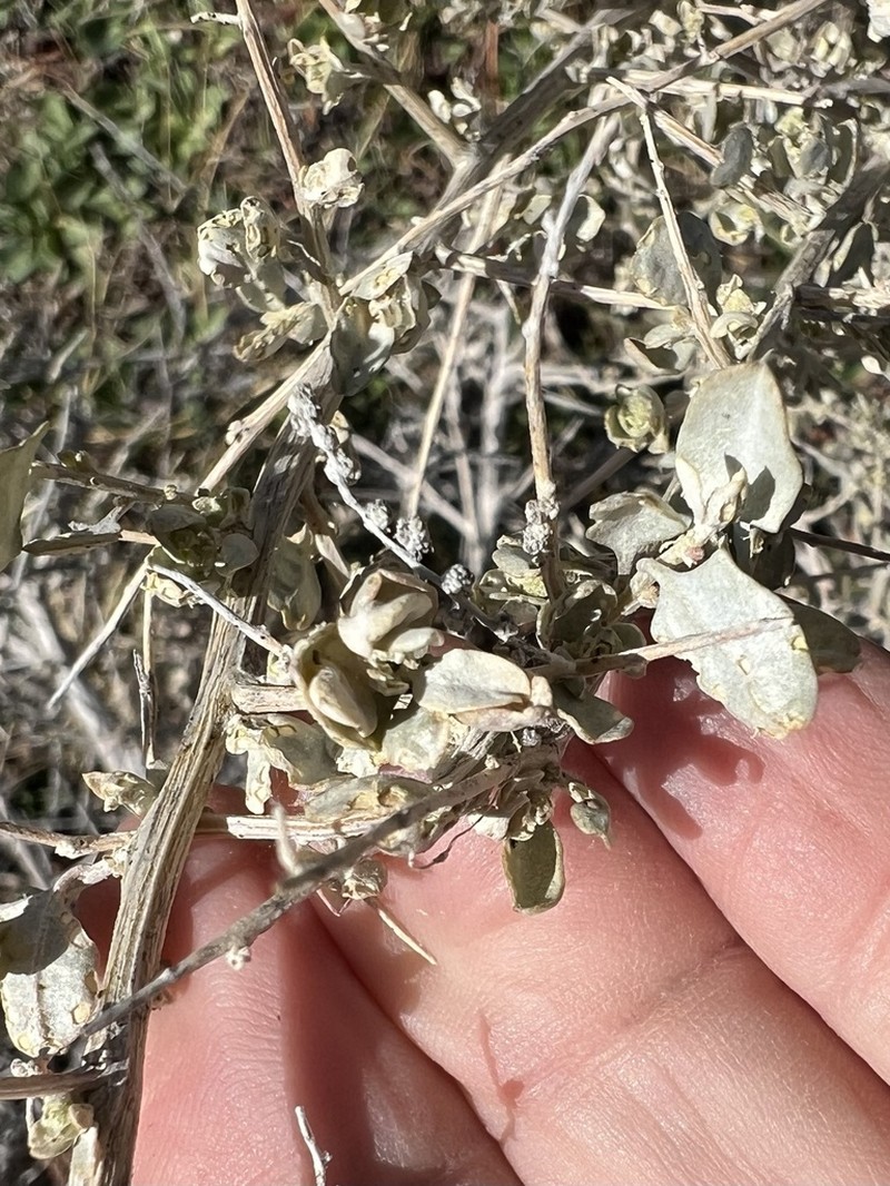 Torrey's Saltbush photo 7