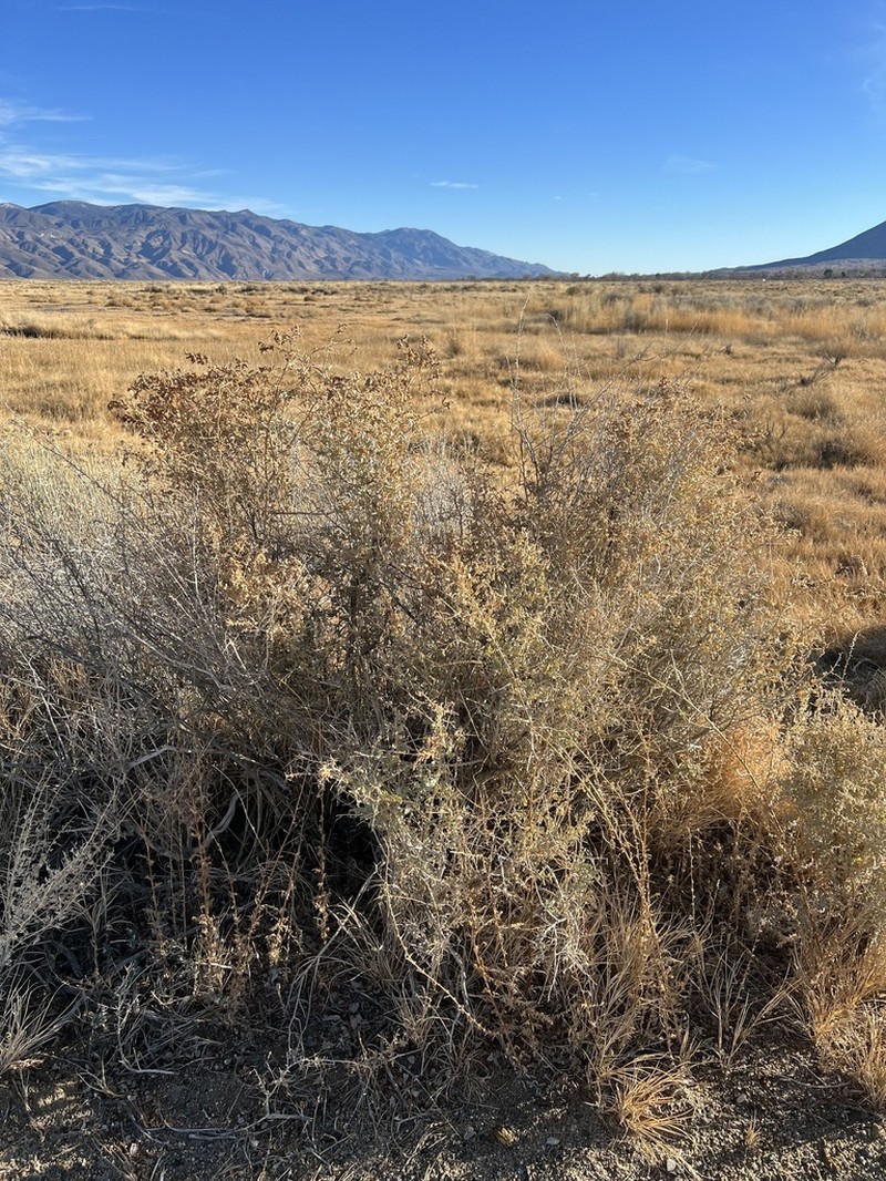 Torrey's Saltbush photo 8