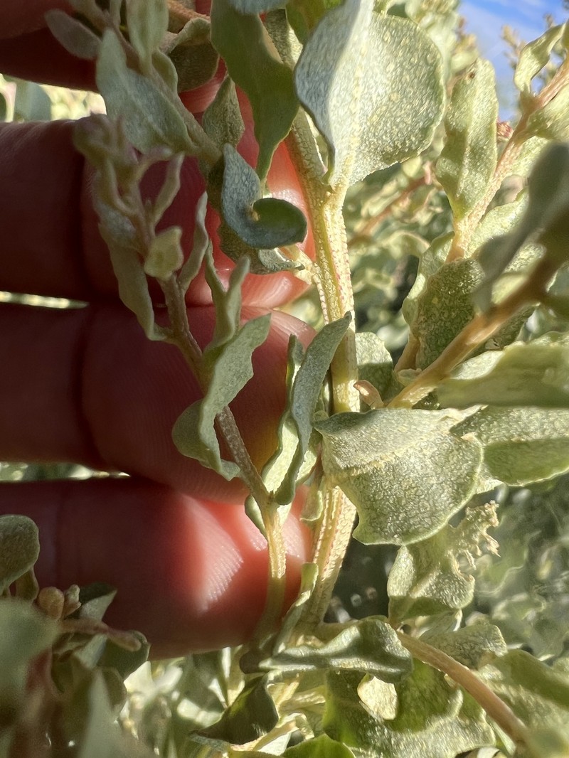 Griffiths' Saltbush