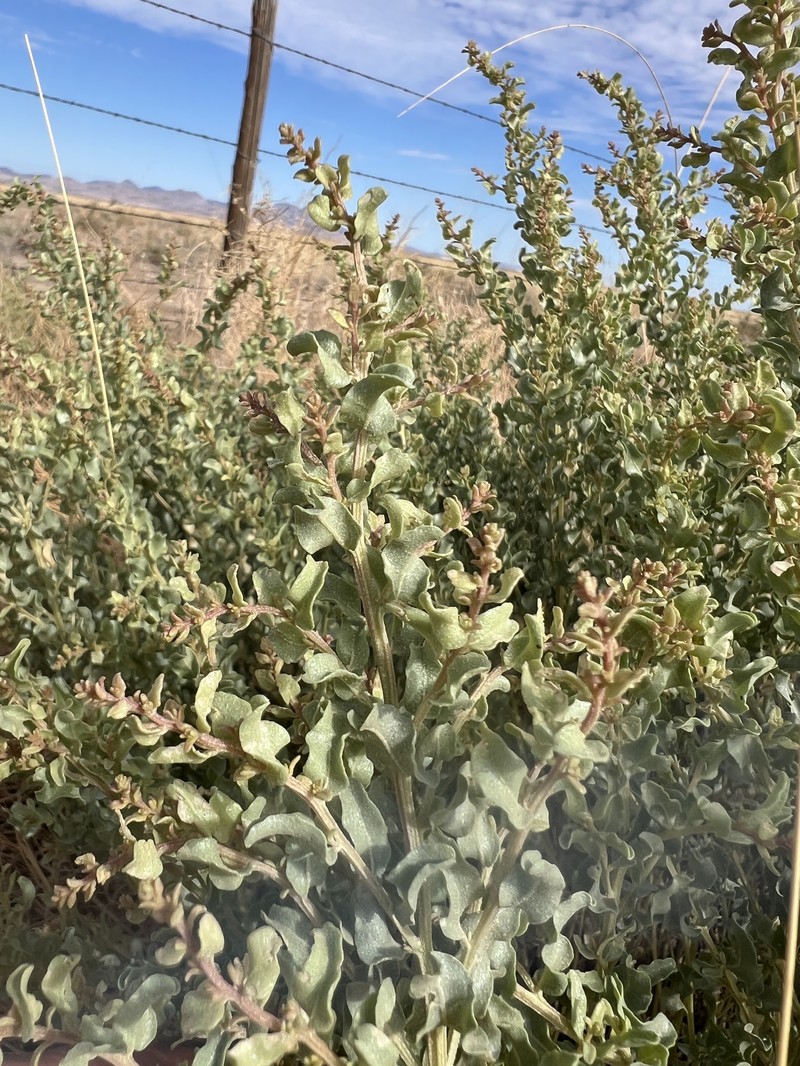 Griffiths' Saltbush photo 2