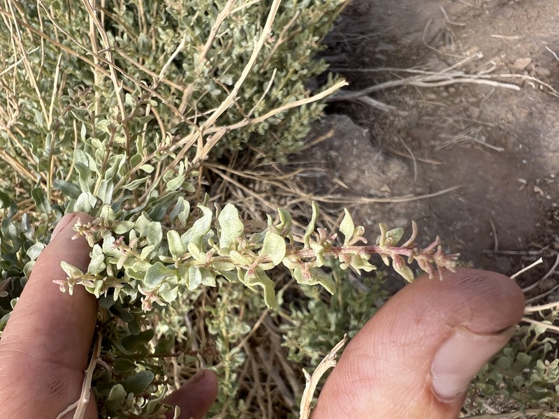 Griffiths' Saltbush photo 3
