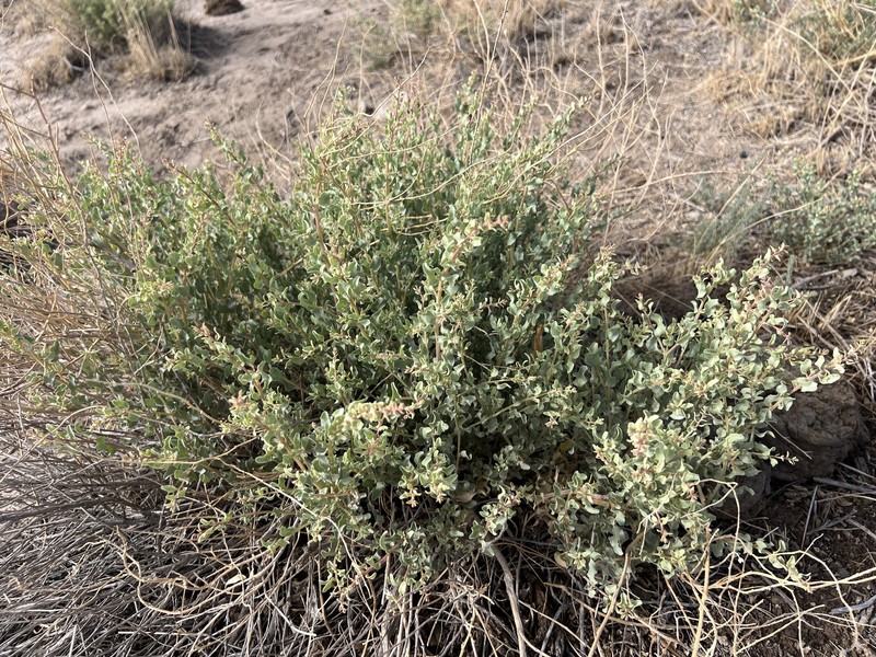 Griffiths' Saltbush photo 4
