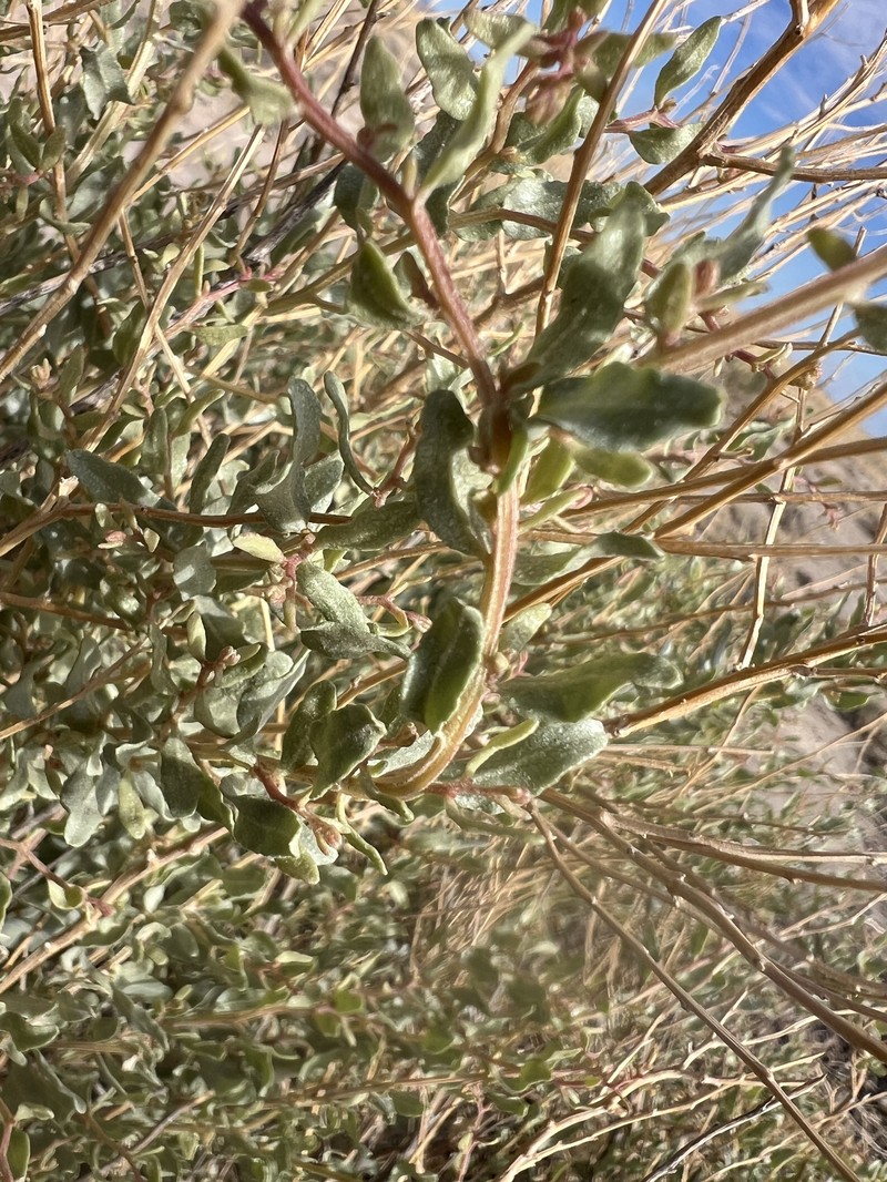 Griffiths' Saltbush photo 5