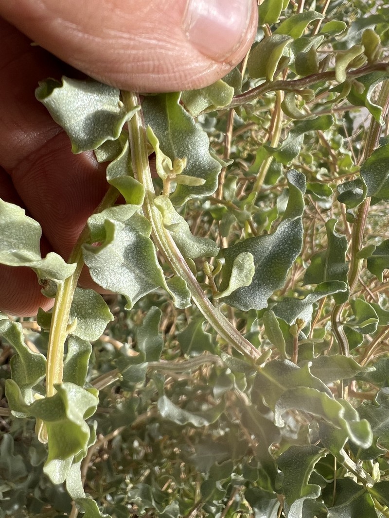 Griffiths' Saltbush photo 6
