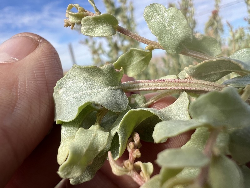Griffiths' Saltbush photo 7