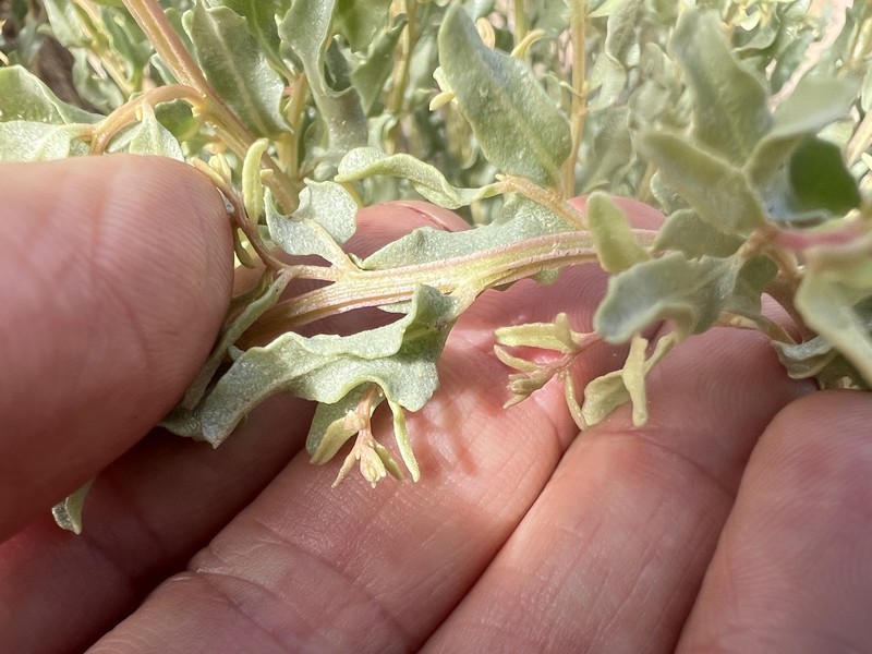 Griffiths' Saltbush photo 8