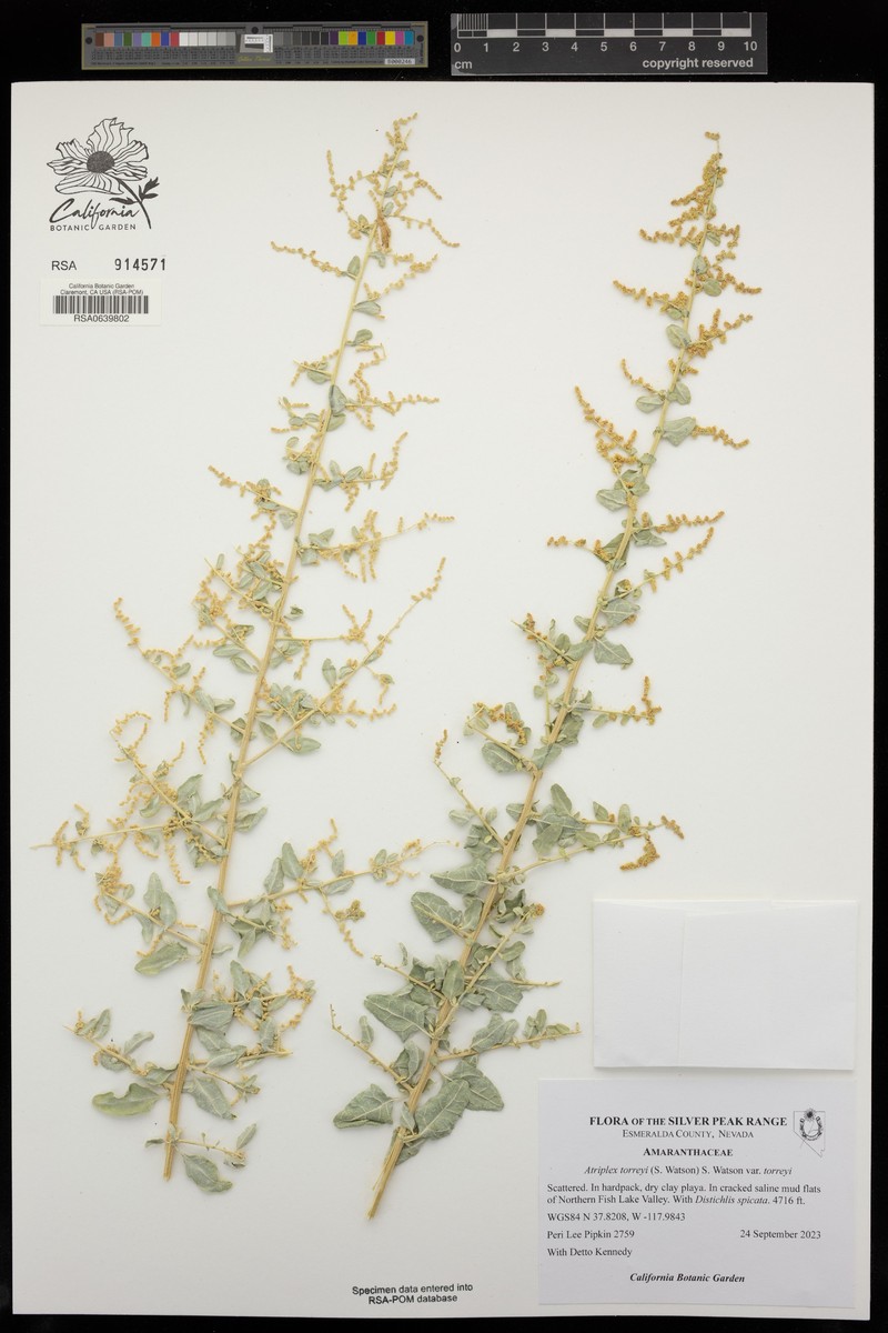 Atriplex torreyi var. torreyi photo 3