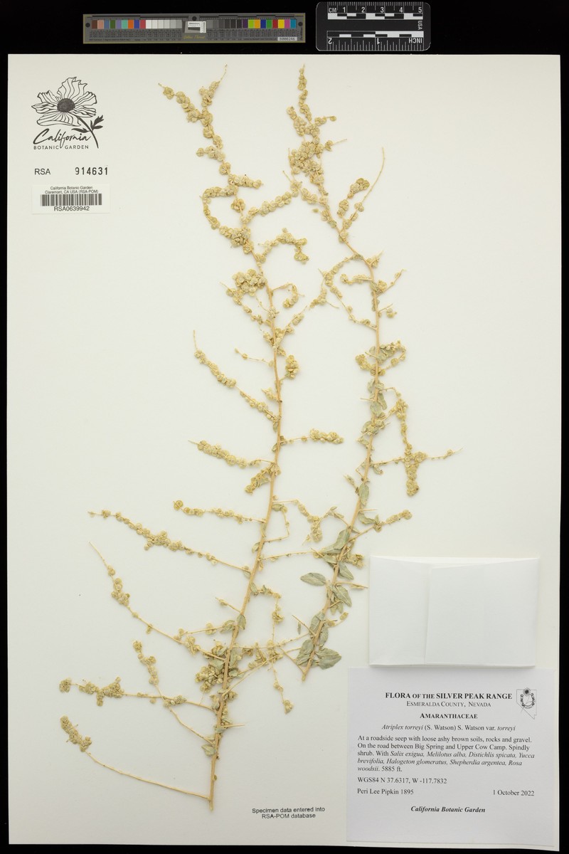 Atriplex torreyi var. torreyi photo 4