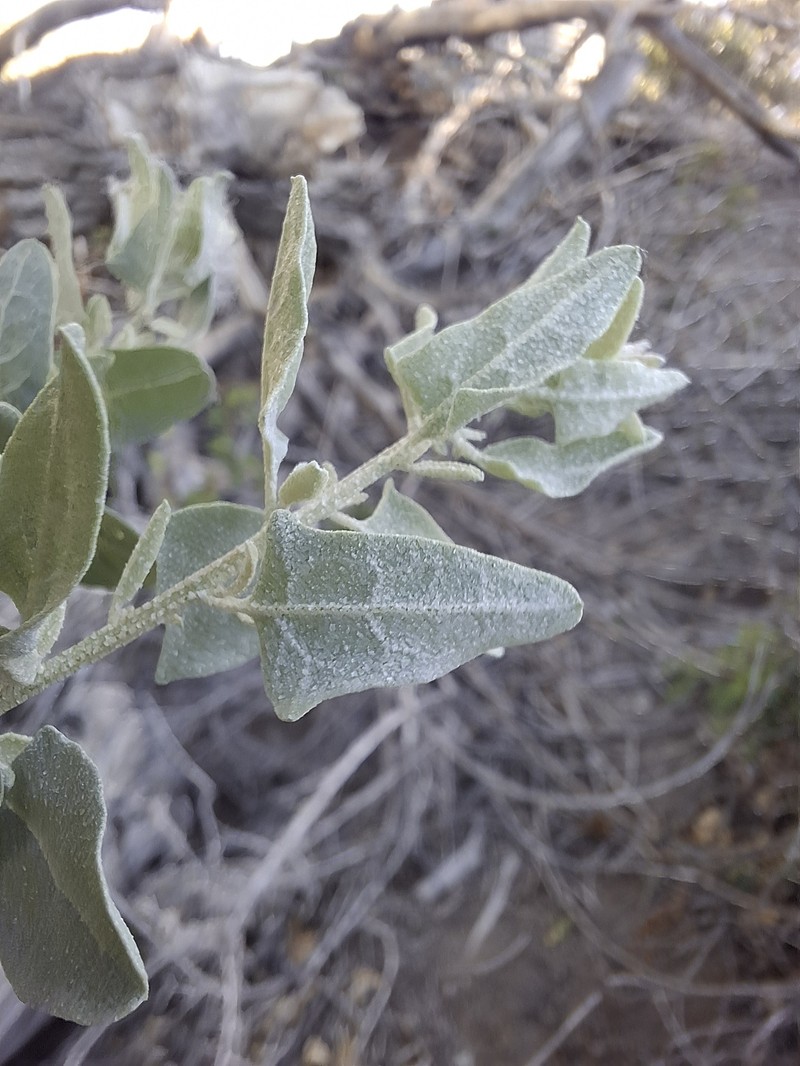 Atriplex torreyi var. torreyi