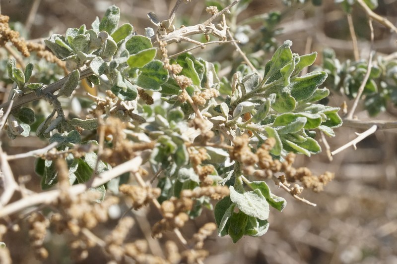 Atriplex torreyi var. torreyi photo 2