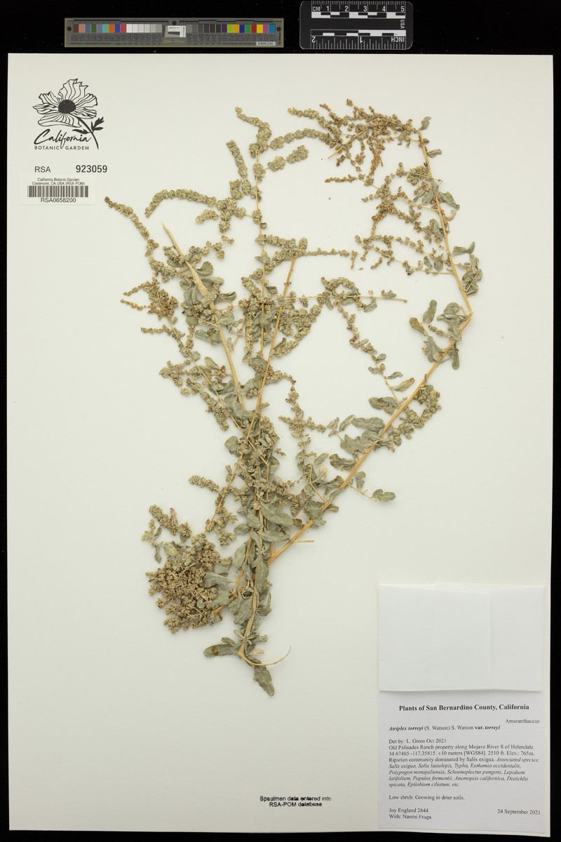 Atriplex torreyi var. torreyi photo 3
