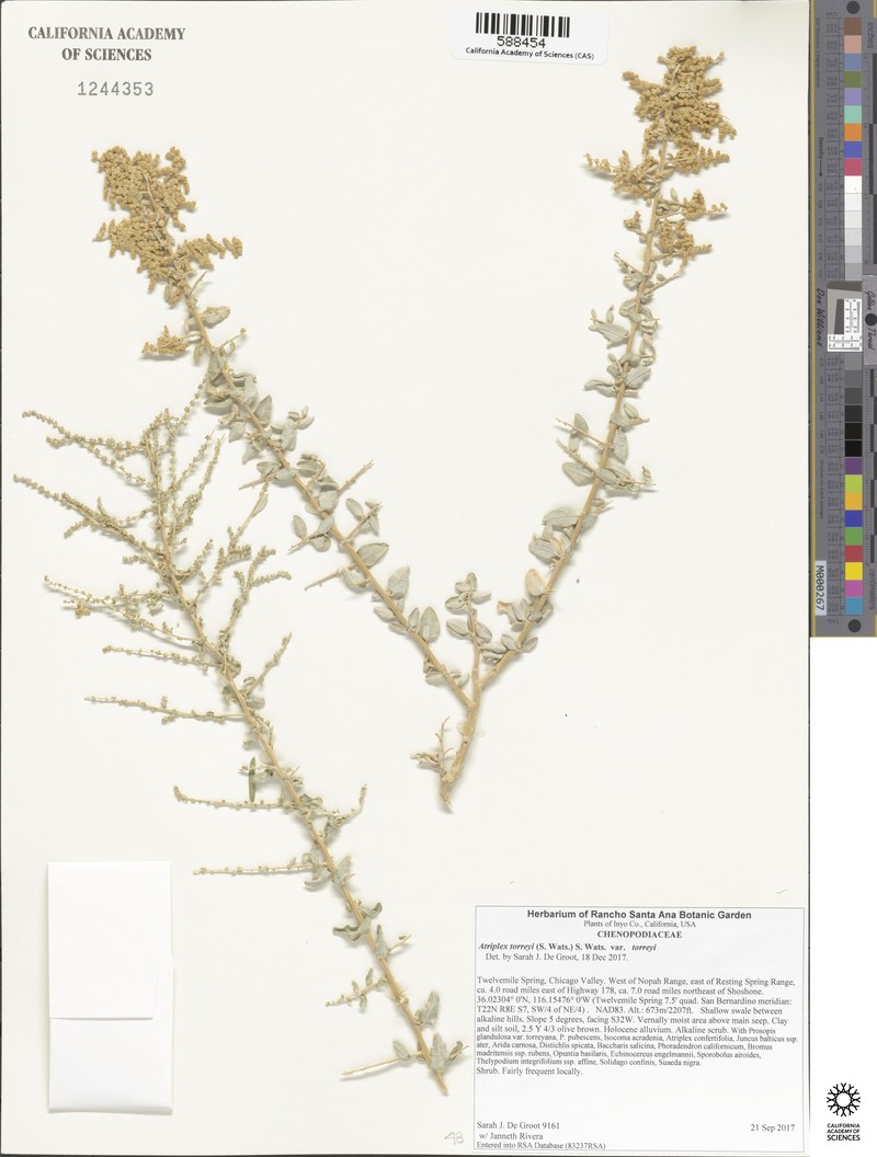 Atriplex torreyi var. torreyi photo 4