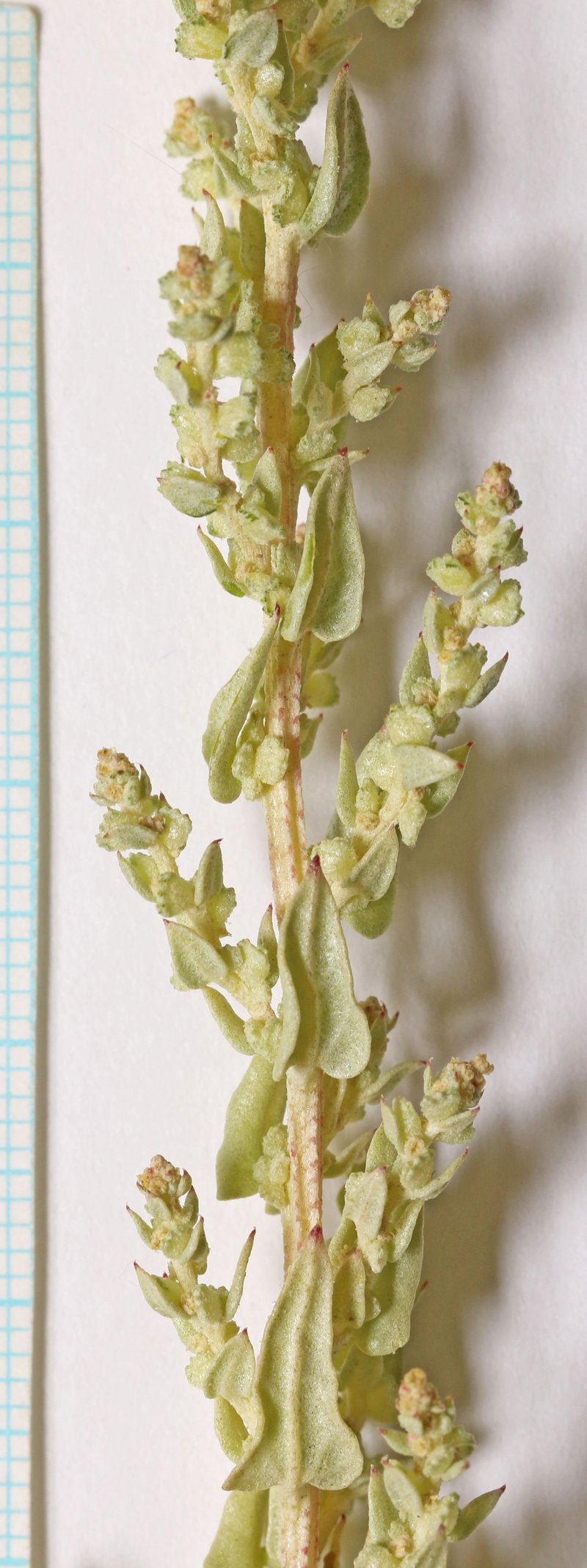 Wedgescale Saltbush
