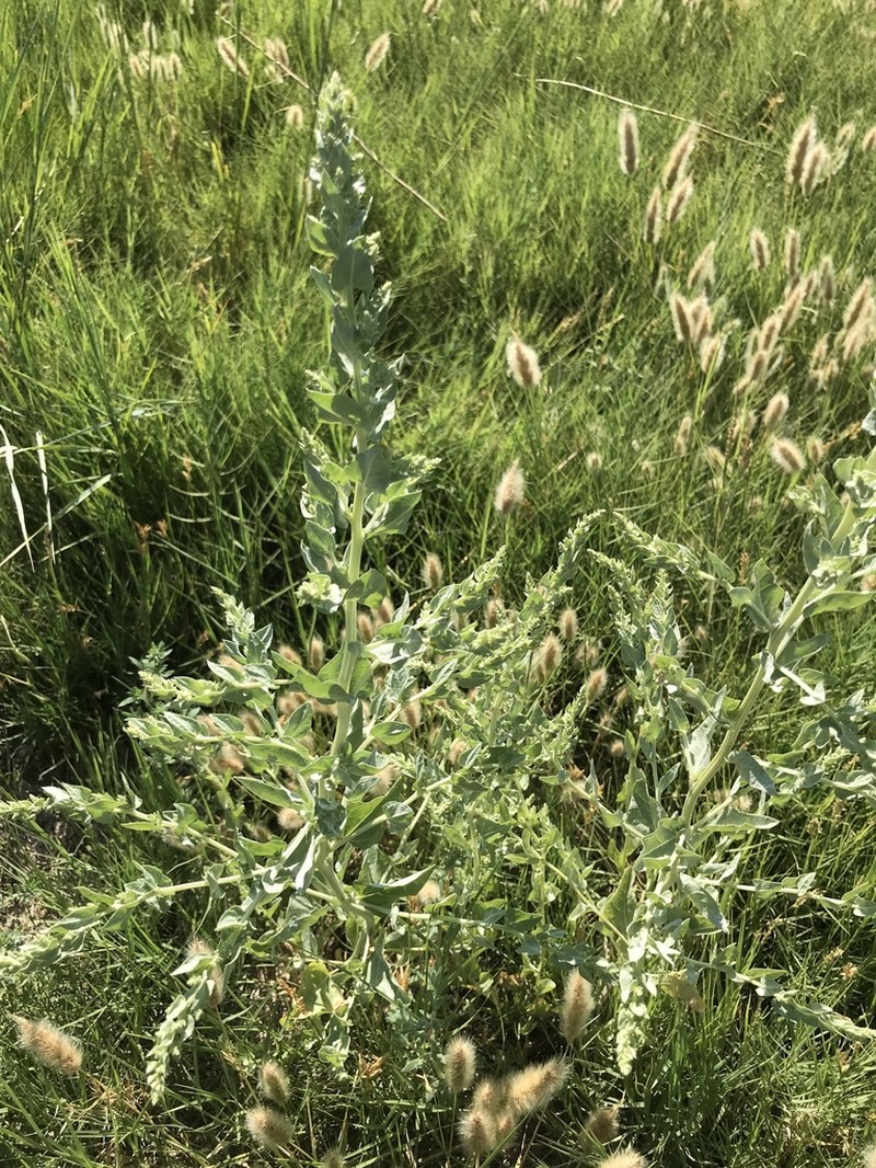 Wedgescale Saltbush photo 3