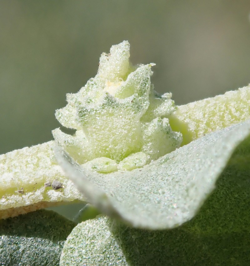 Wedgescale Saltbush photo 4