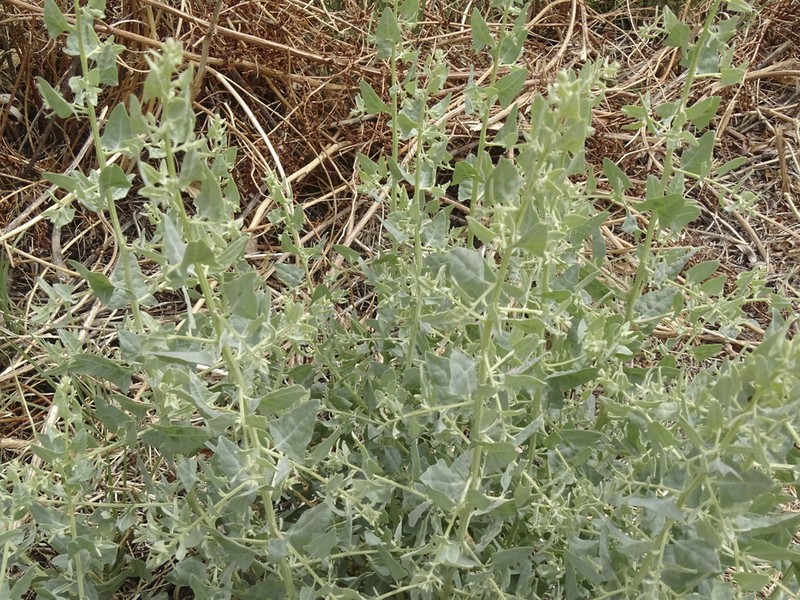 Wedgescale Saltbush photo 5