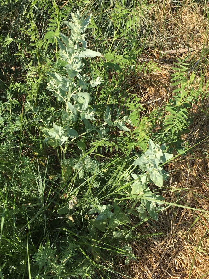 Wedgescale Saltbush photo 6