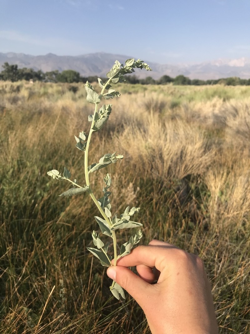 Wedgescale Saltbush photo 7