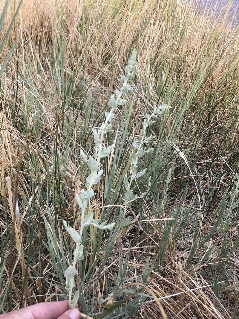 Wedgescale Saltbush photo 8