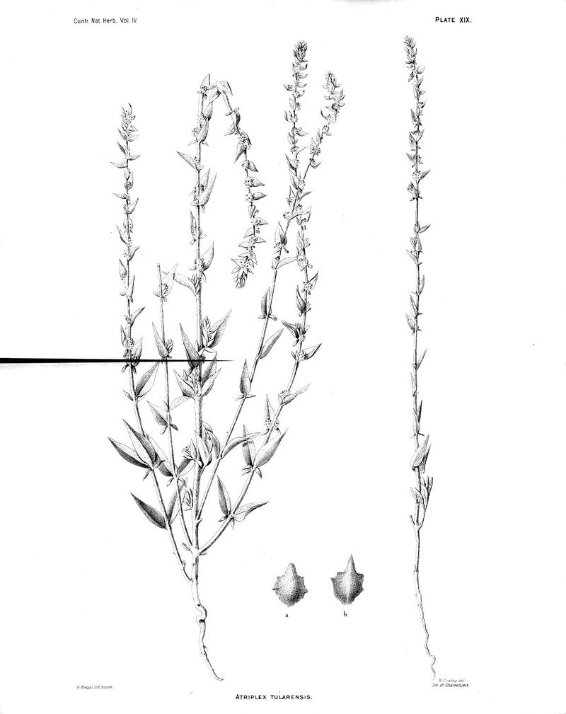 Tulare Saltbush