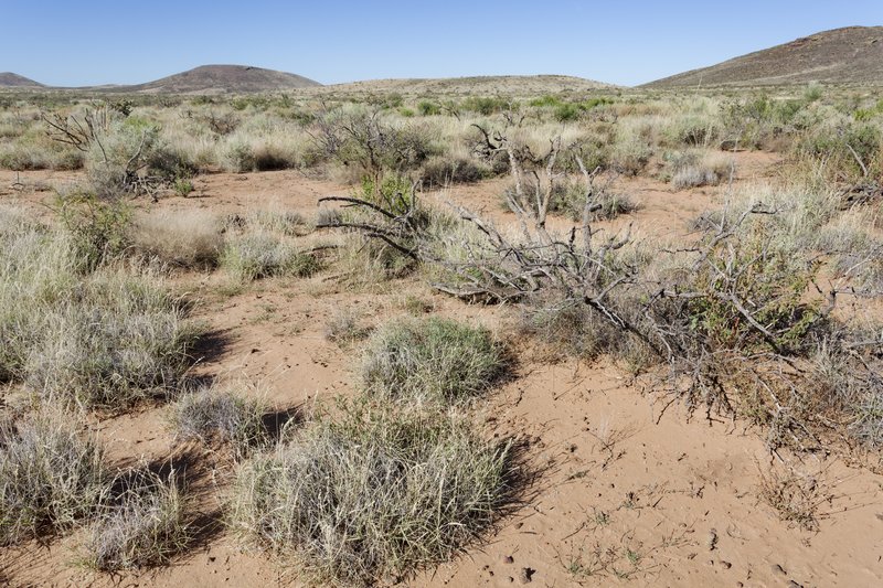 Wavy-Leaved Saltbush photo 5