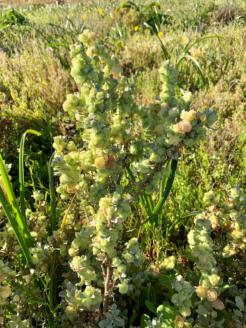 Aboriginal Saltbush photo 3