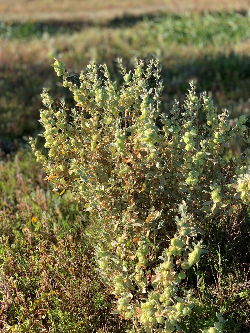 Aboriginal Saltbush photo 4