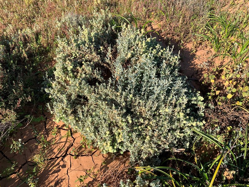 Aboriginal Saltbush photo 5