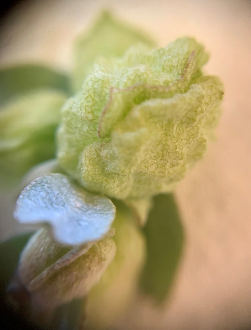 Aboriginal Saltbush photo 6