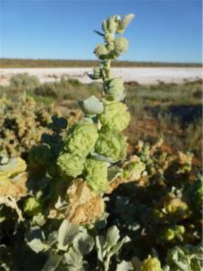 Aboriginal Saltbush photo 8