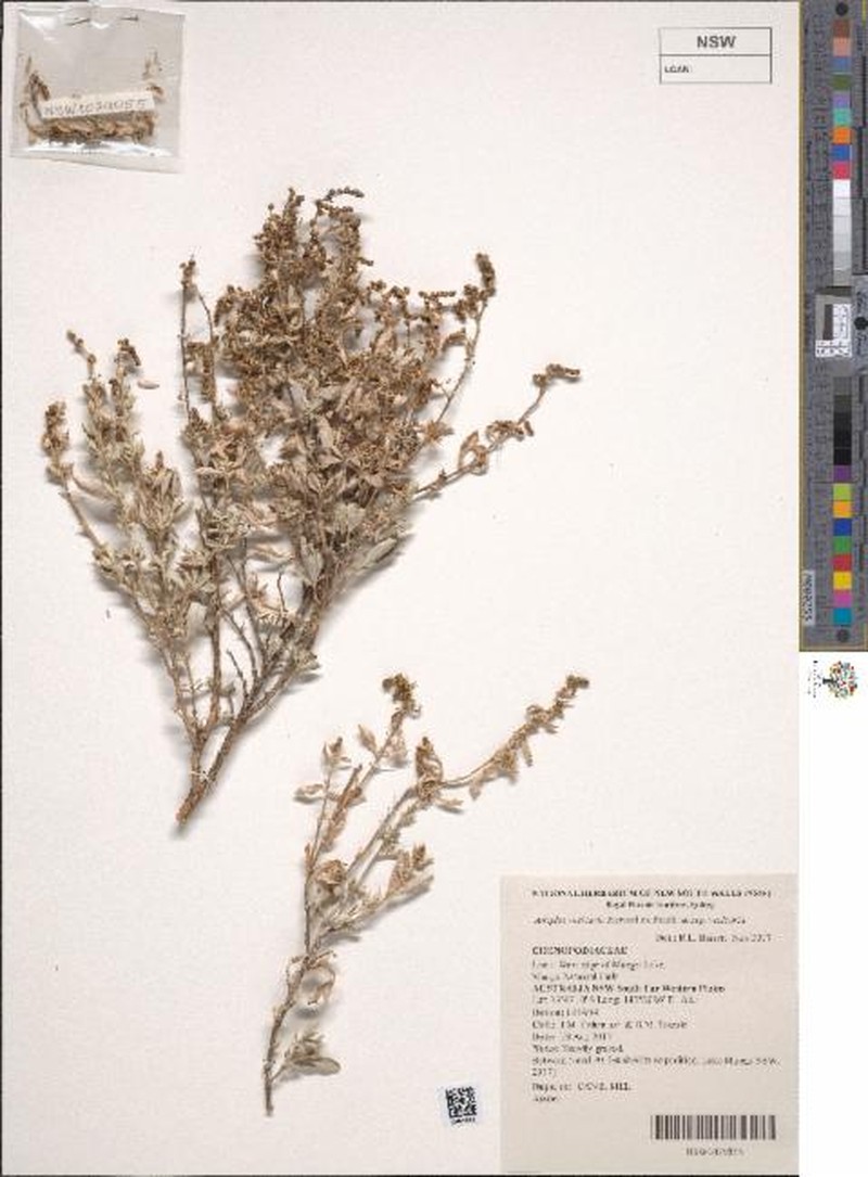 Atriplex vesicaria subsp. vesicaria