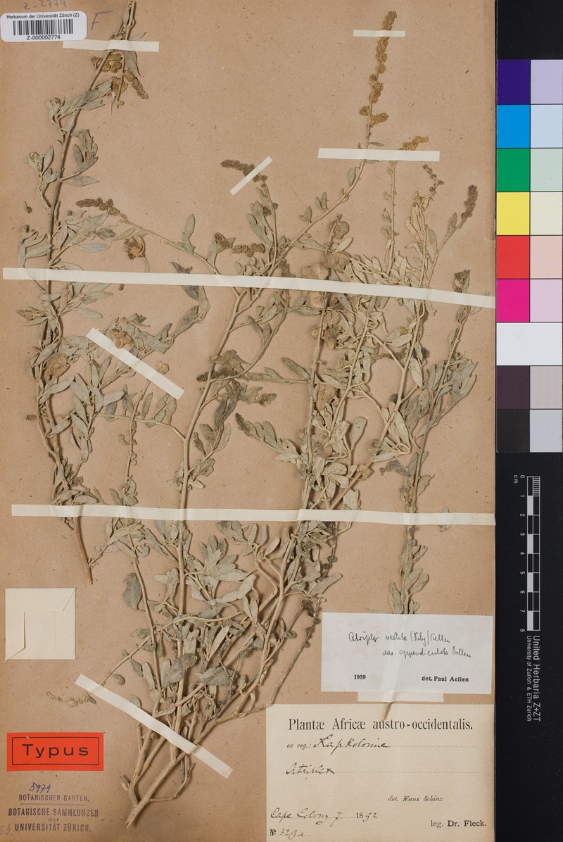 Atriplex vestita var. appendiculata
