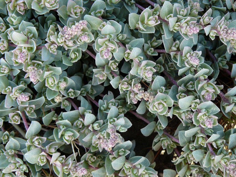 Watson's Saltbush