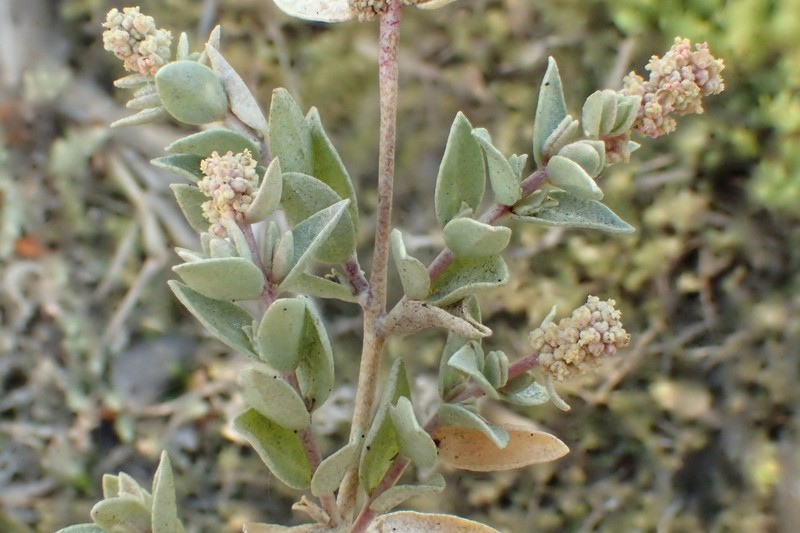 Watson's Saltbush photo 2