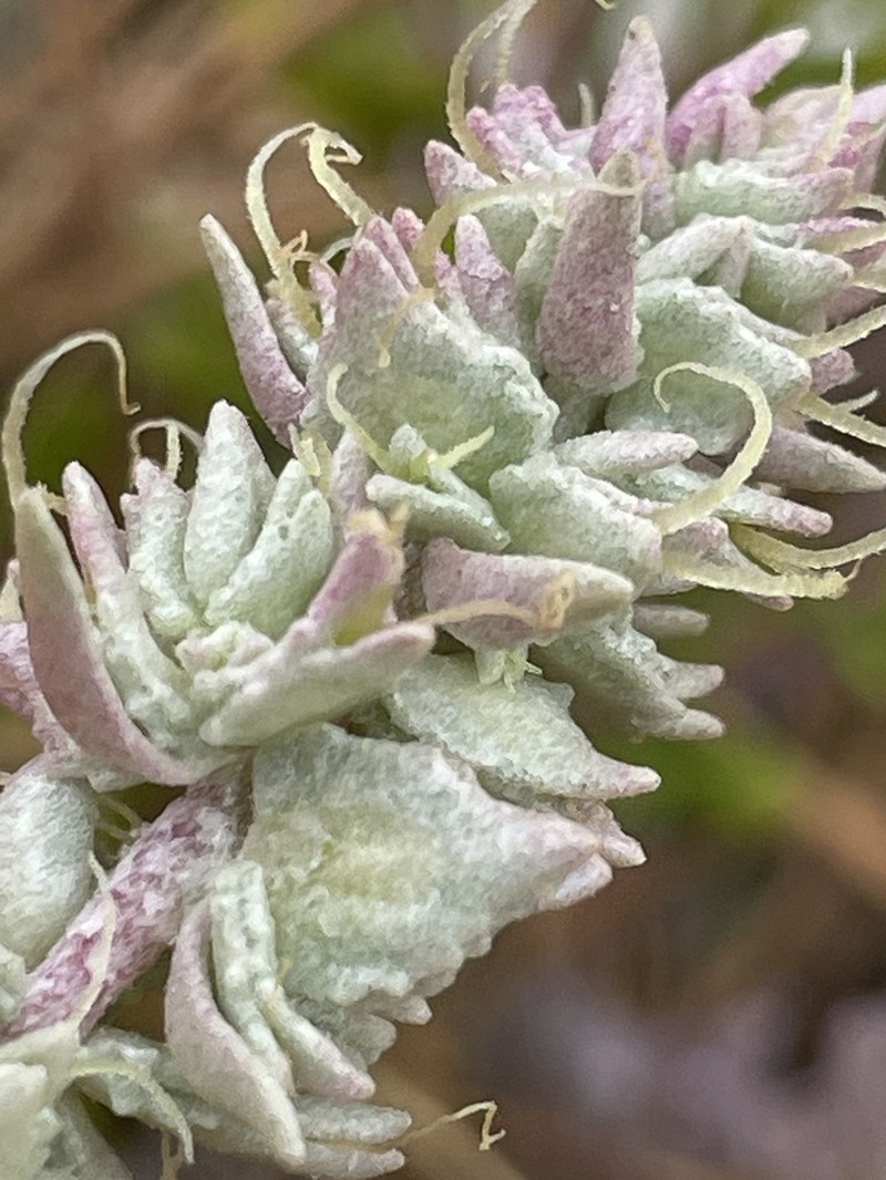 Watson's Saltbush photo 3