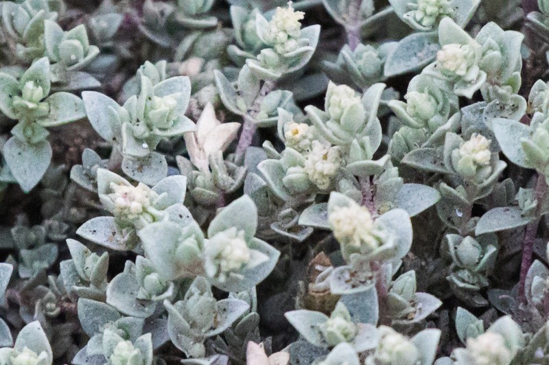 Watson's Saltbush photo 4