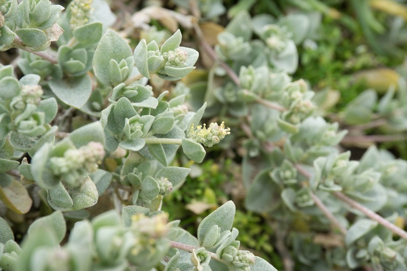 Watson's Saltbush photo 5