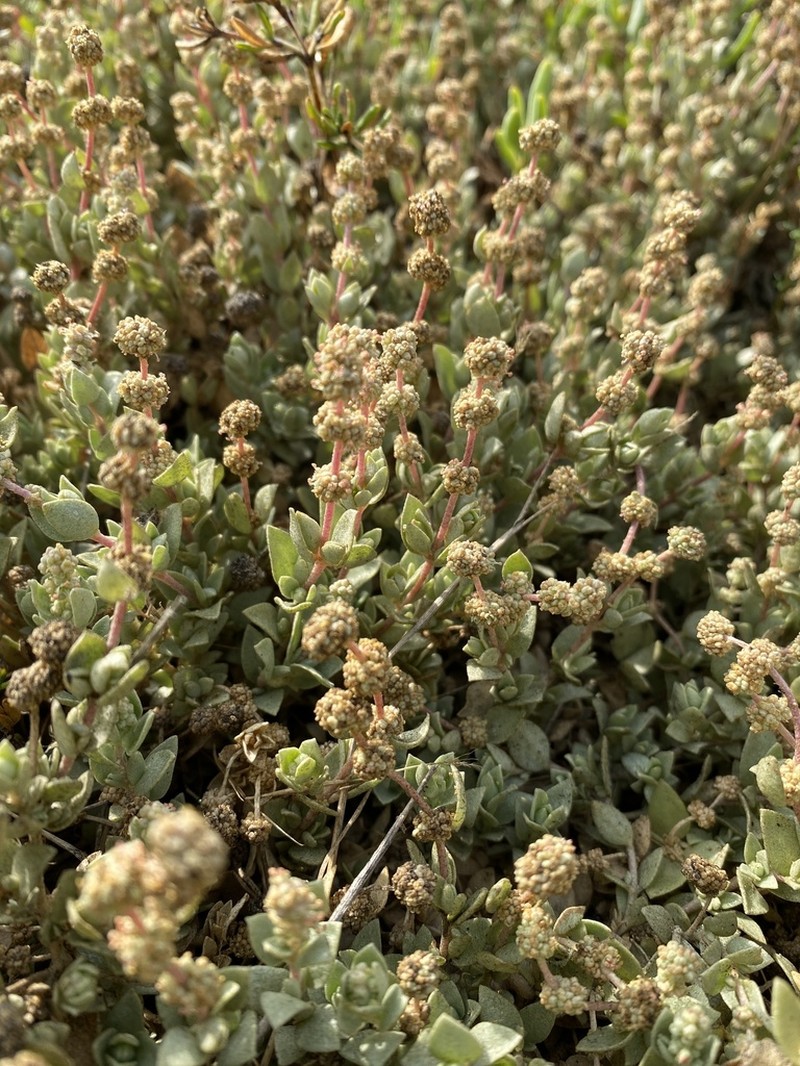Watson's Saltbush photo 6