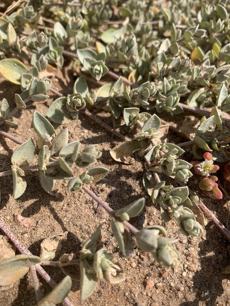 Watson's Saltbush photo 7