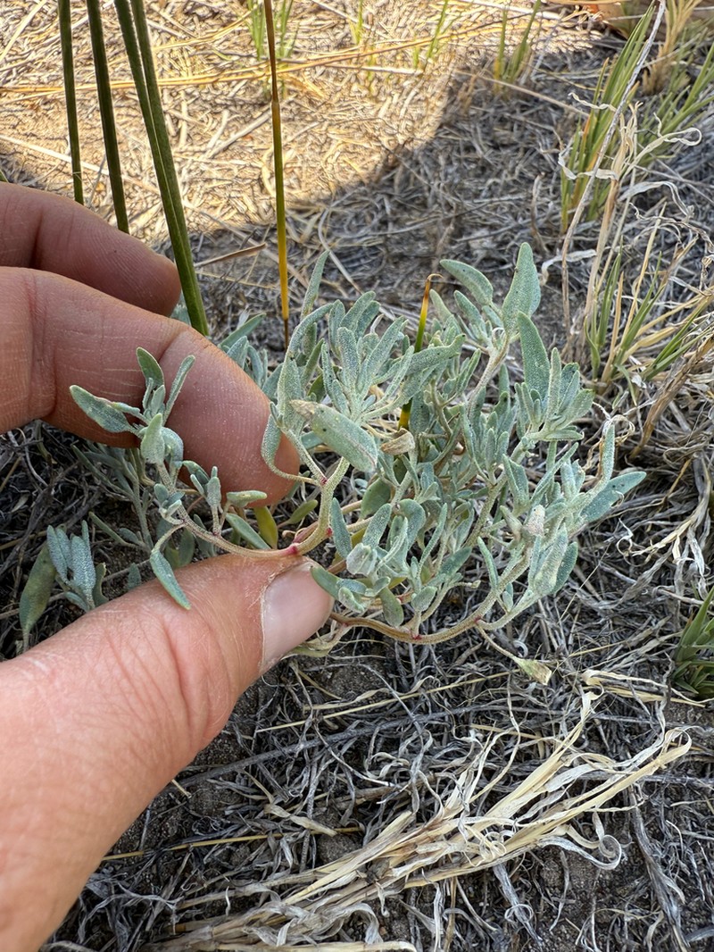Wolf's Saltweed