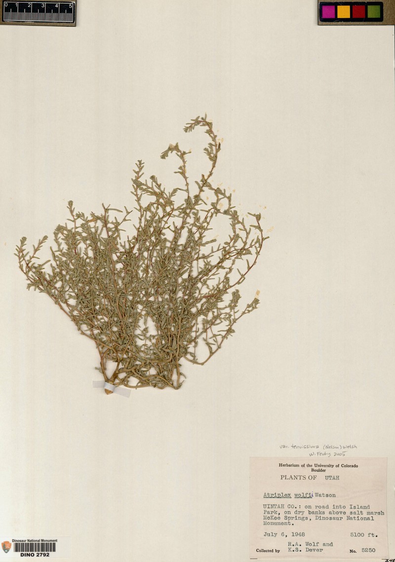 Slender Saltbush
