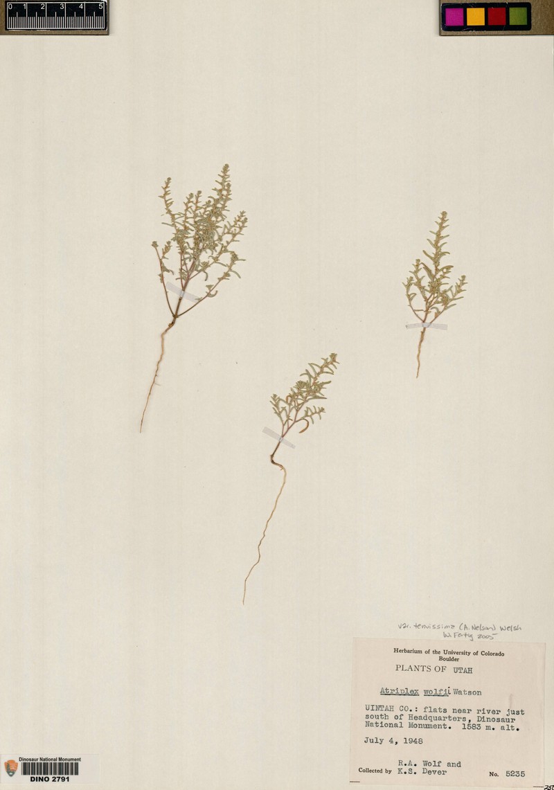 Slender Saltbush photo 2