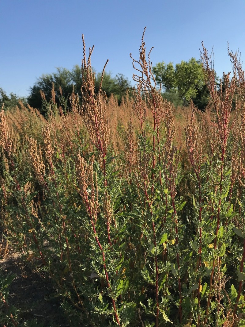 Wright's Saltbush
