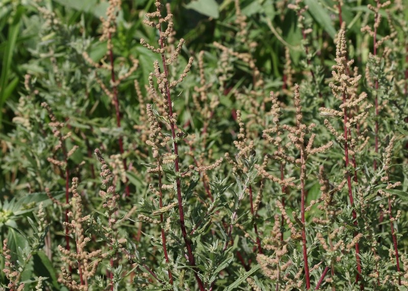Wright's Saltbush photo 2