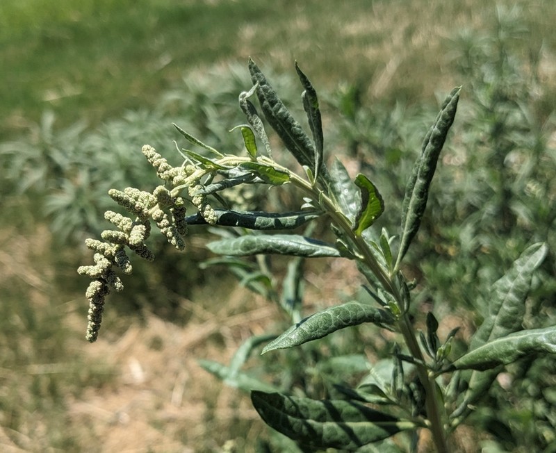 Wright's Saltbush photo 3