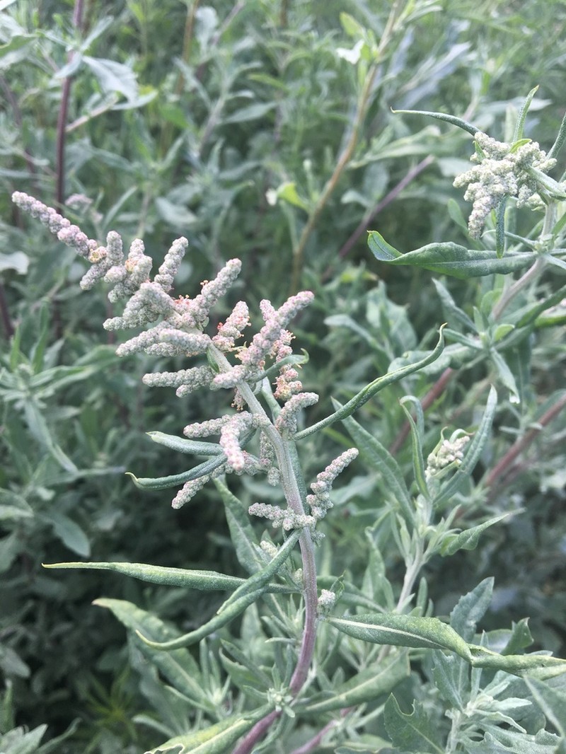 Wright's Saltbush photo 4