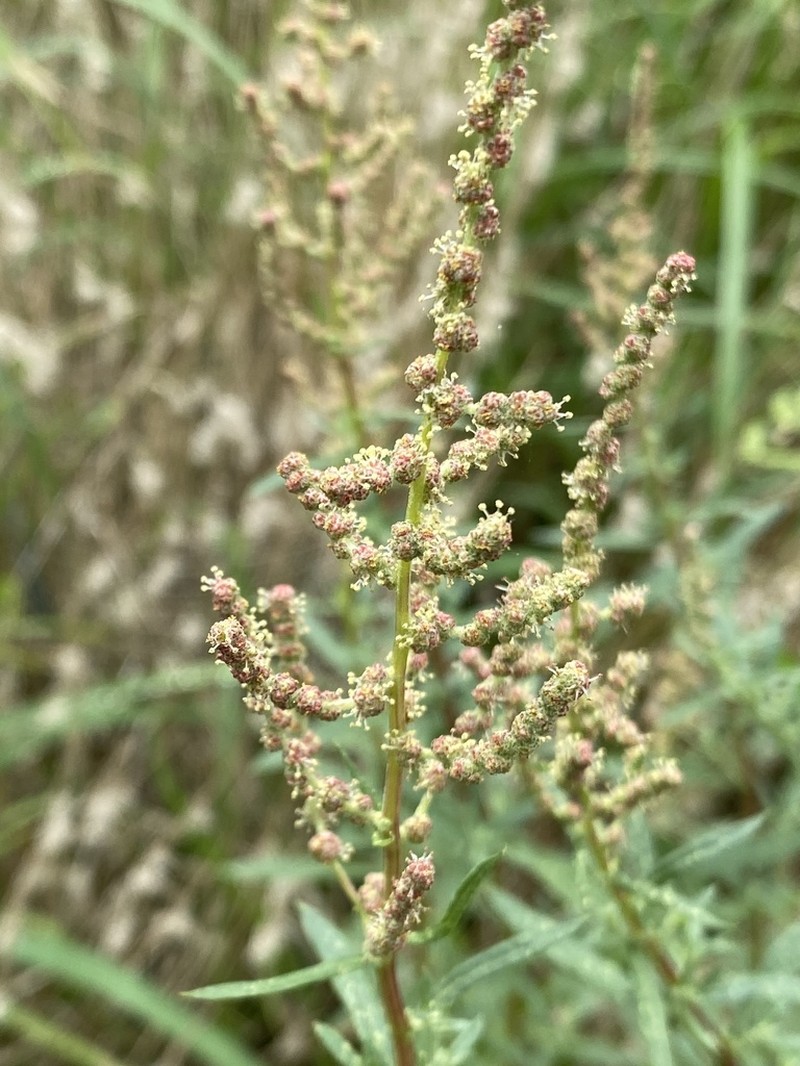 Wright's Saltbush photo 5