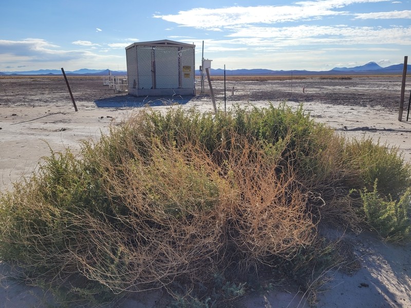 Wright's Saltbush photo 6