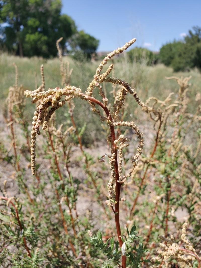 Wright's Saltbush photo 7