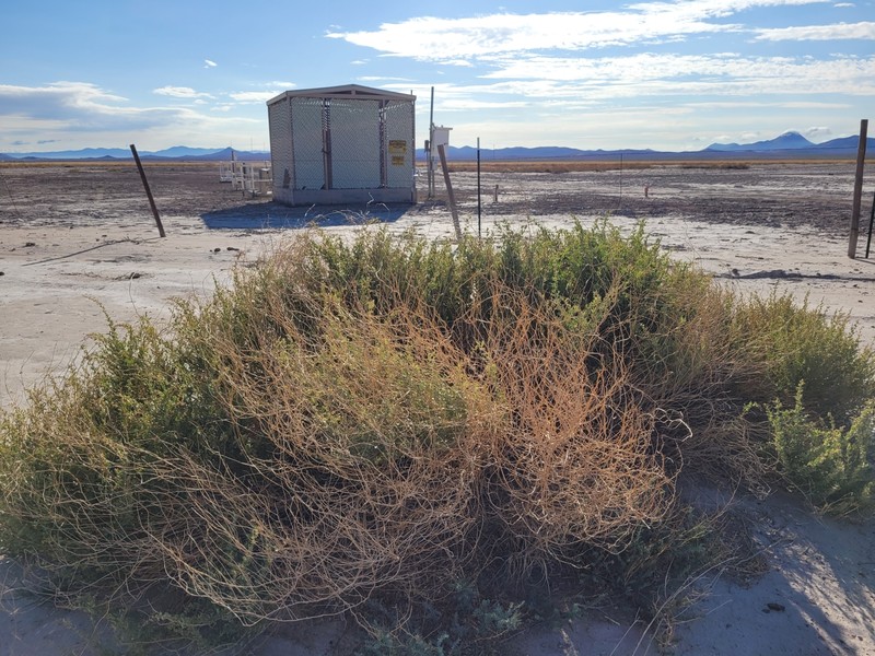 Wright's Saltbush photo 8